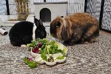 Rabbit and guinea pig hotel - Photo 2