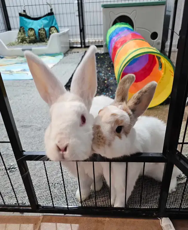 Rabbit and guinea pig hotel - Photo 3