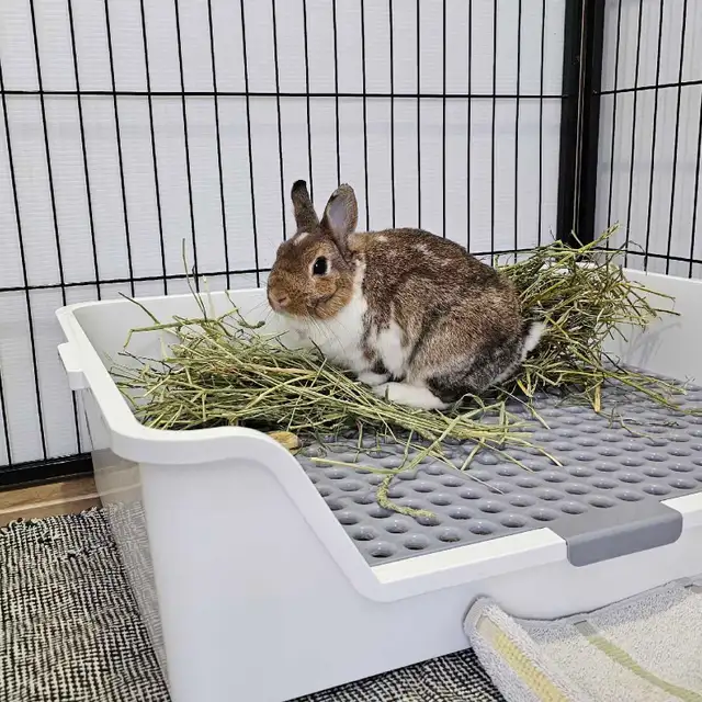 Rabbit and guinea pig hotel - Photo 4