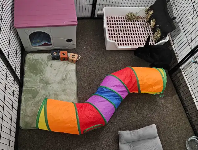 Rabbit and guinea pig hotel - Photo 5