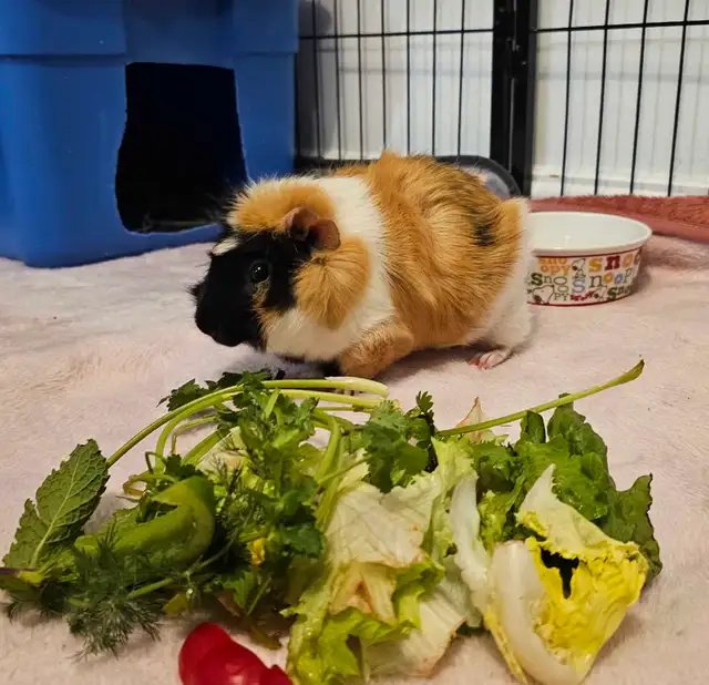 Rabbit and guinea pig hotel - Photo 6