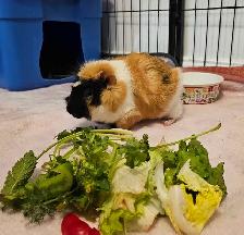 Rabbit and guinea pig hotel - Photo 6