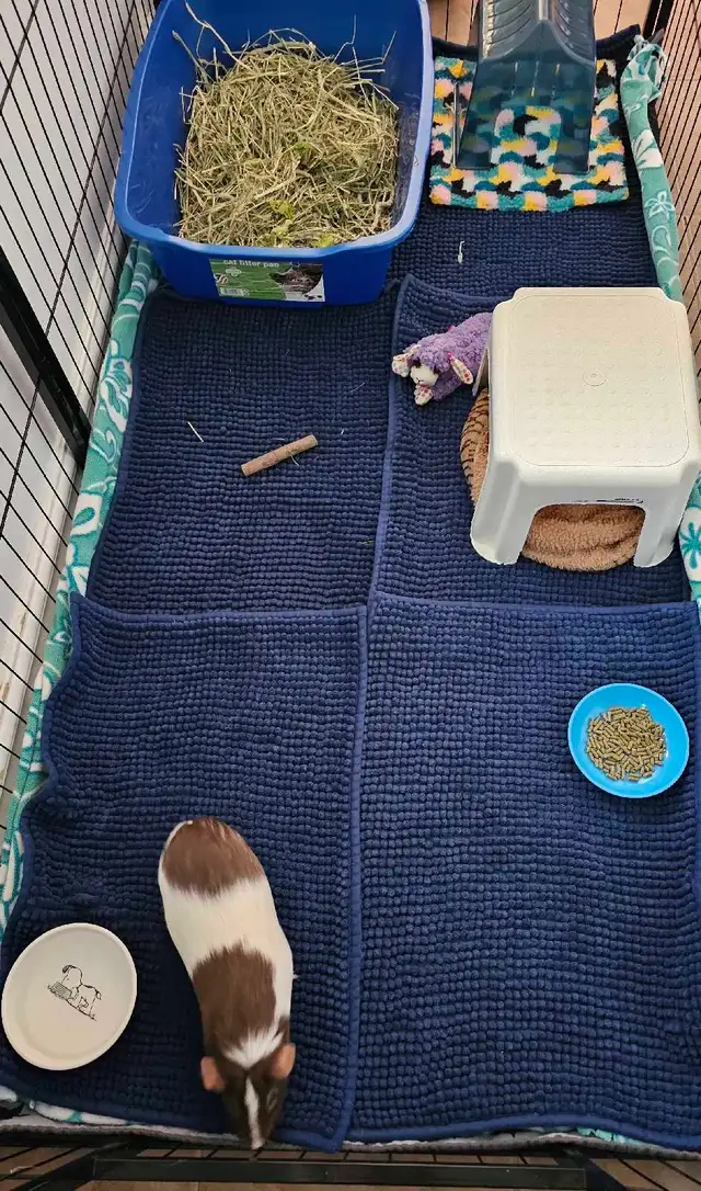 Rabbit and guinea pig hotel - Photo 7