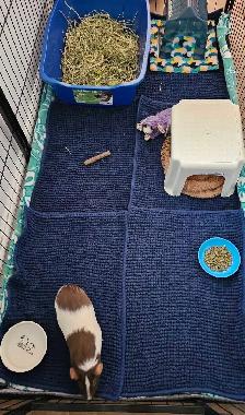 Rabbit and guinea pig hotel - Photo 7