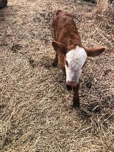 Bull calf for sale