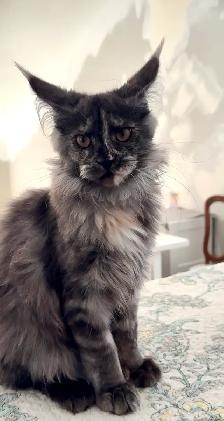 CCA Maine Coon Kittens: Ready Now & June Reservation