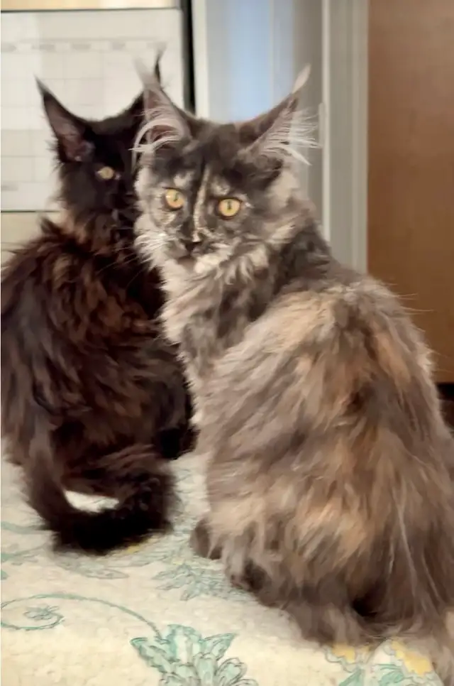 CCA Maine Coon Kittens: Ready Now & June Reservation - Photo 2