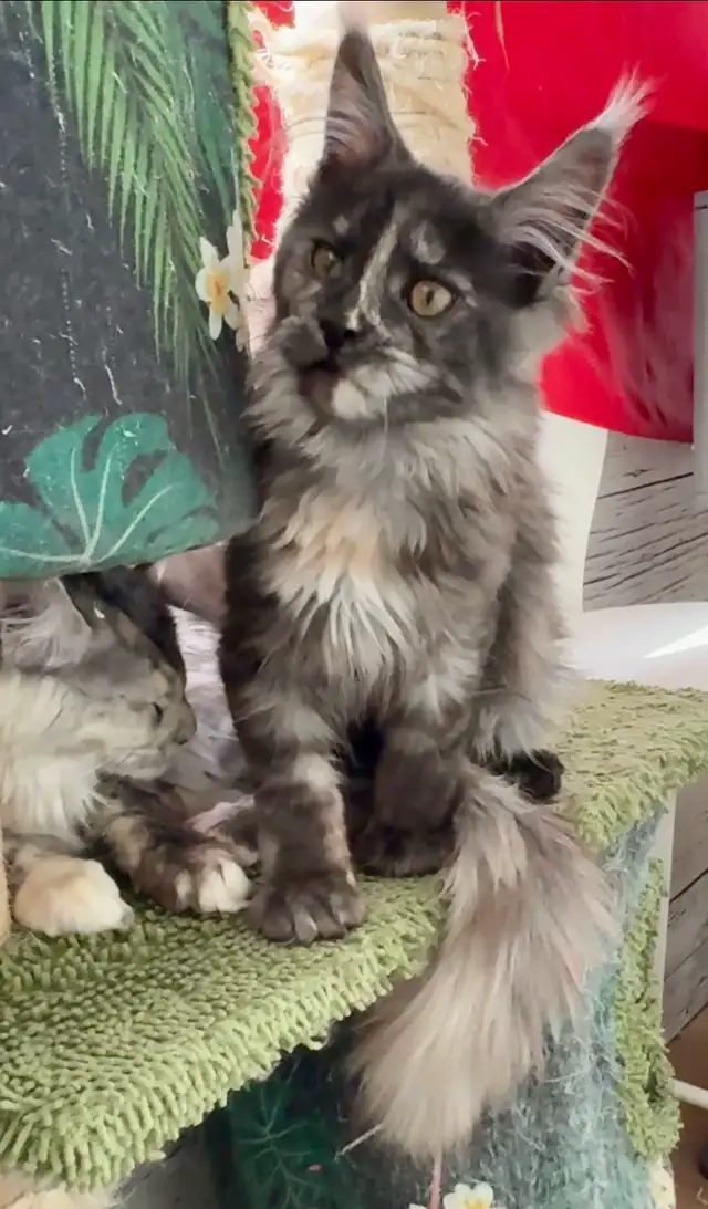 CCA Maine Coon Kittens: Ready Now & June Reservation - Photo 4