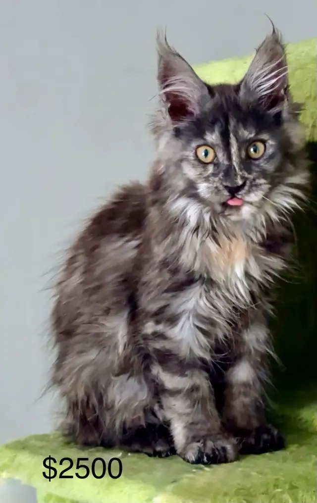 CCA Maine Coon Kittens: Ready Now & June Reservation - Photo 5