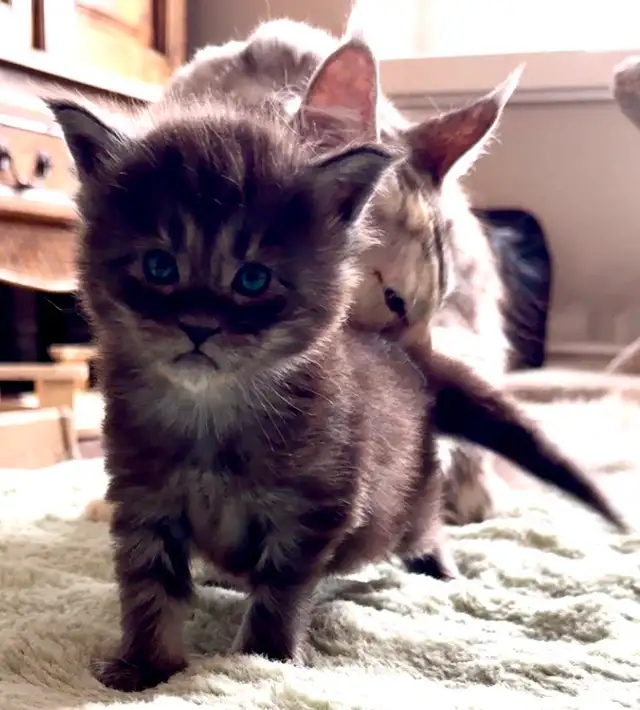 CCA Maine Coon Kittens: Ready Now & June Reservation - Photo 6