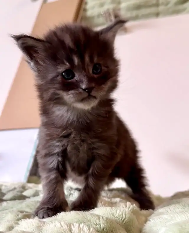 CCA Maine Coon Kittens: Ready Now & June Reservation - Photo 7