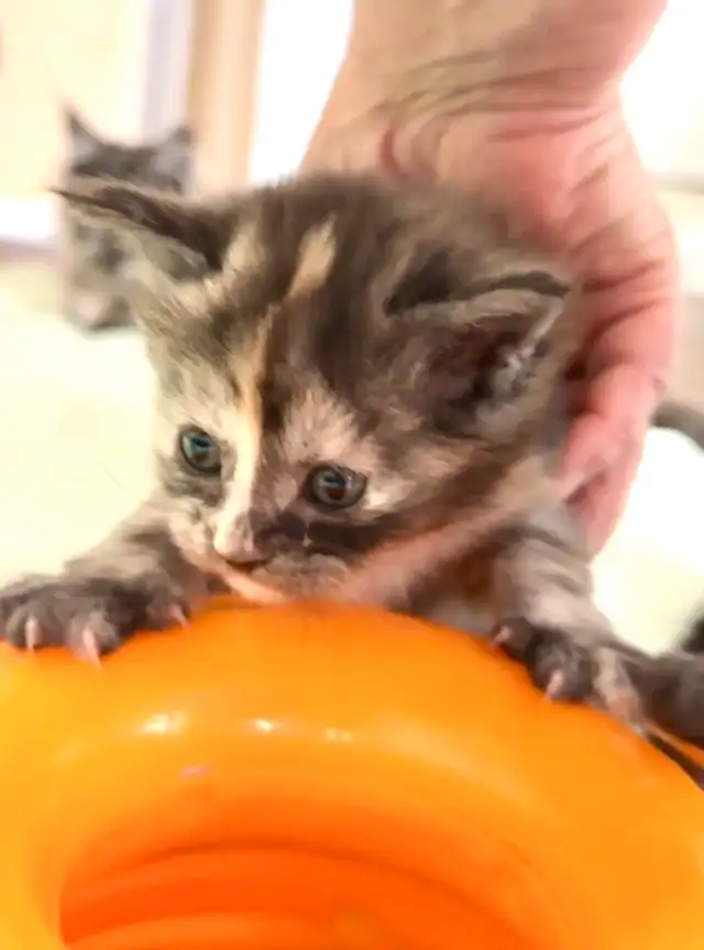 CCA Maine Coon Kittens: Ready Now & June Reservation - Photo 8