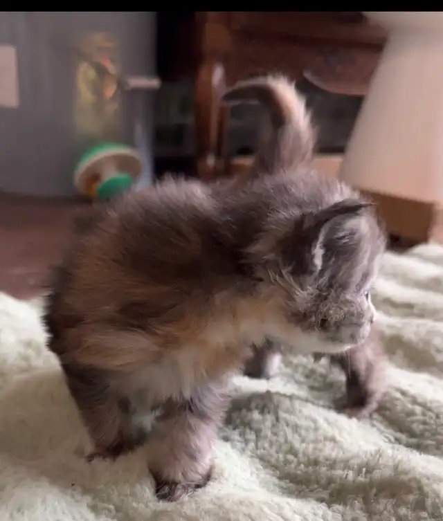 CCA Maine Coon Kittens: Ready Now & June Reservation - Photo 9