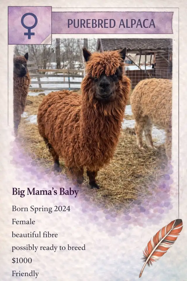 Alpacas do sale - Photo 2