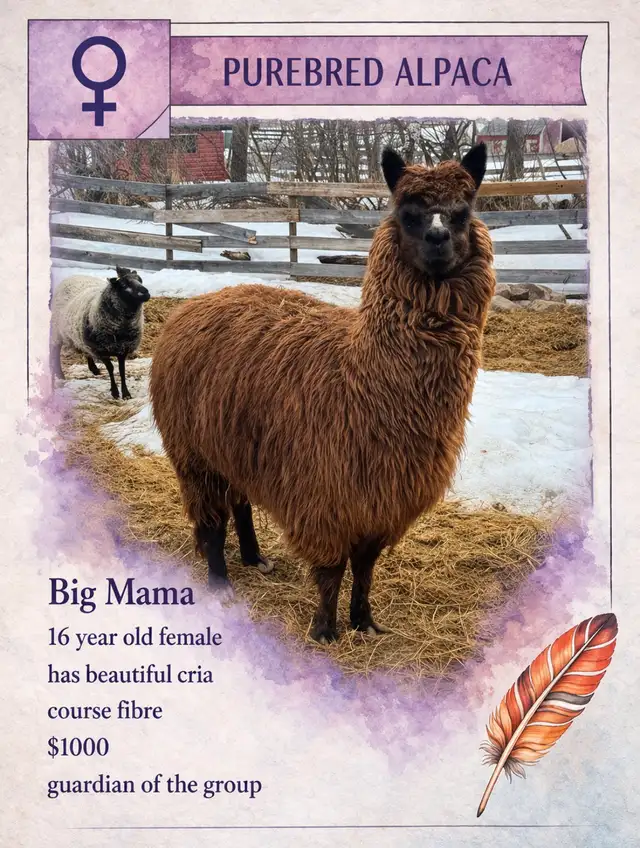 Alpacas do sale - Photo 3