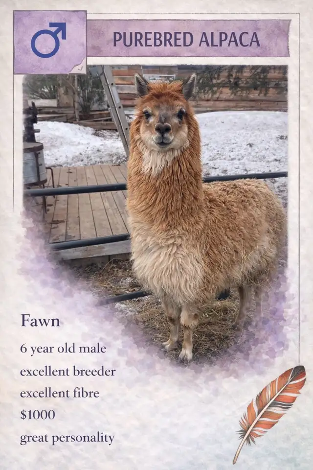 Alpacas do sale - Photo 5