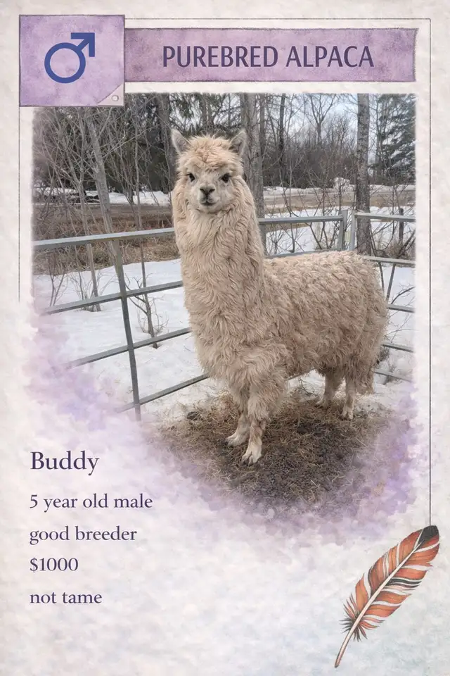 Alpacas do sale - Photo 6