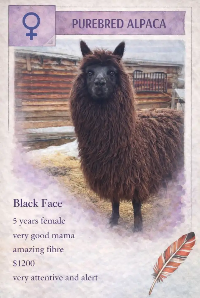 Alpacas do sale - Photo 8