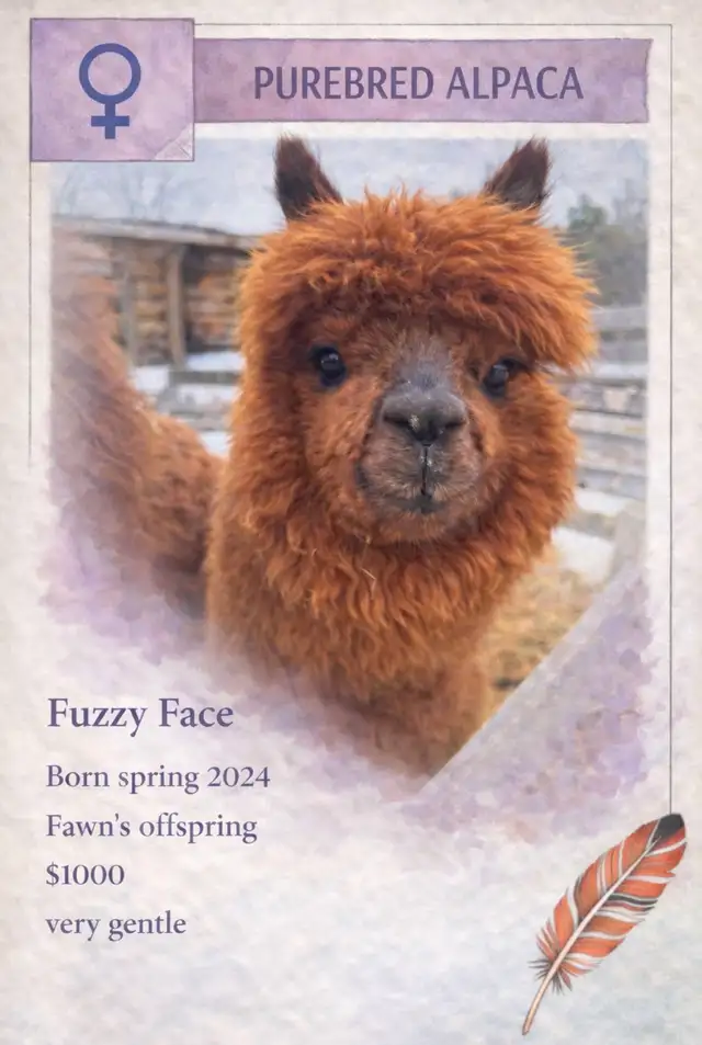 Alpacas do sale - Photo 9