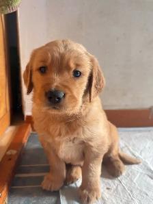 Golden Retriever Labrador (À vendre / For Sale)