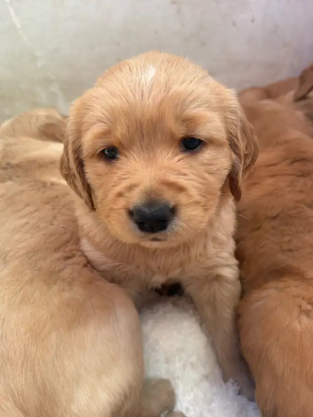 Golden Retriever Labrador (À vendre / For Sale) - Photo 2