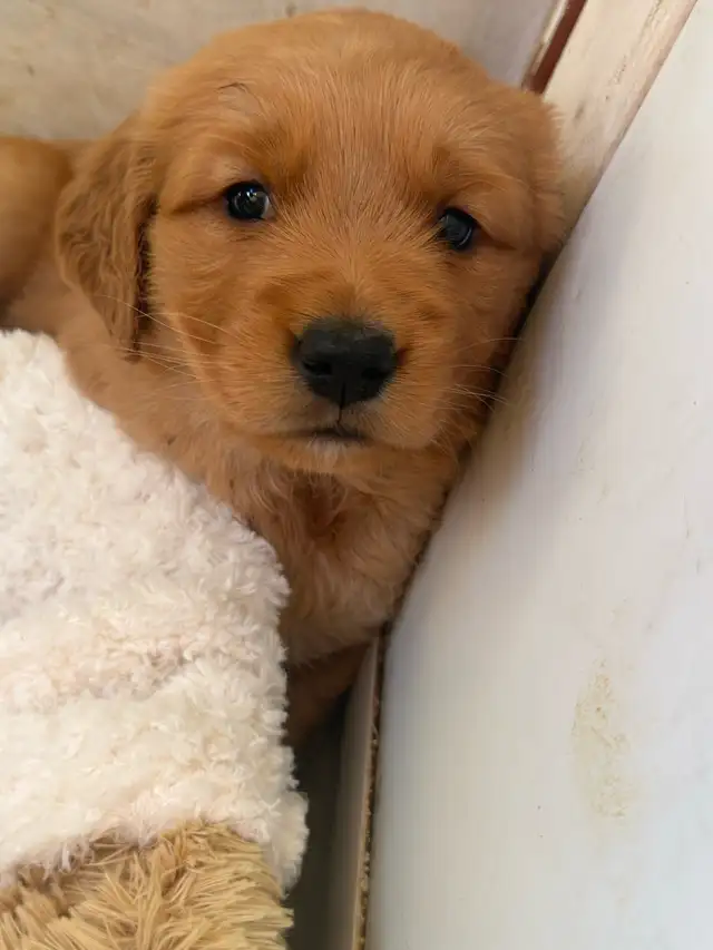 Golden Retriever Labrador (À vendre / For Sale) - Photo 3