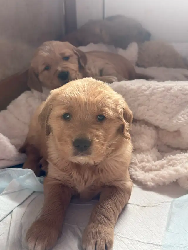 Golden Retriever Labrador (À vendre / For Sale) - Photo 4