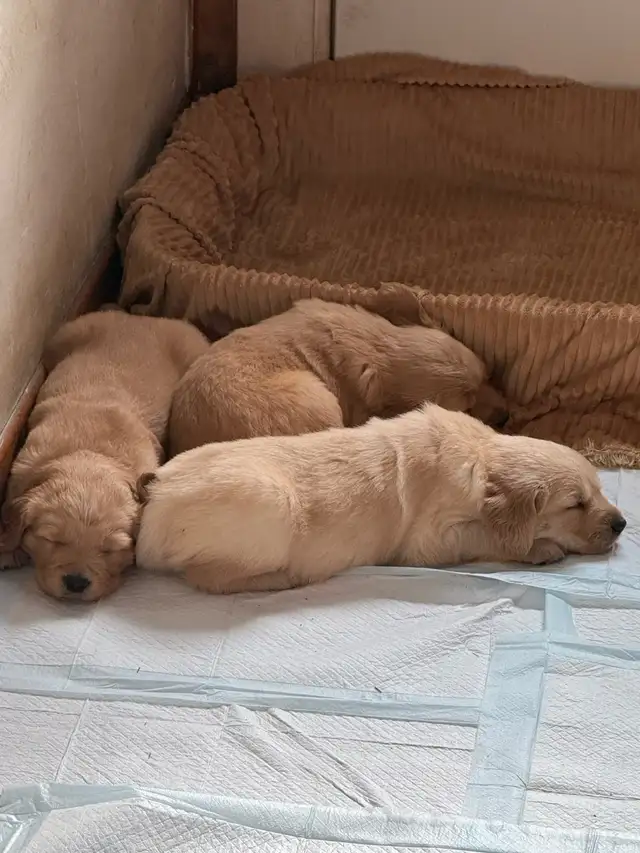 Golden Retriever Labrador (À vendre / For Sale) - Photo 5