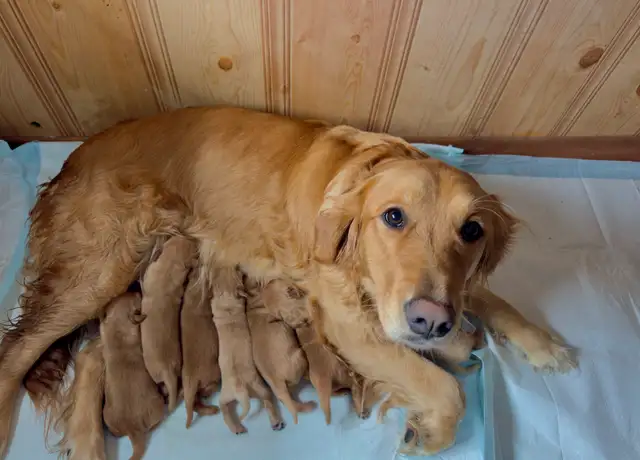 Golden Retriever Labrador (À vendre / For Sale) - Photo 6