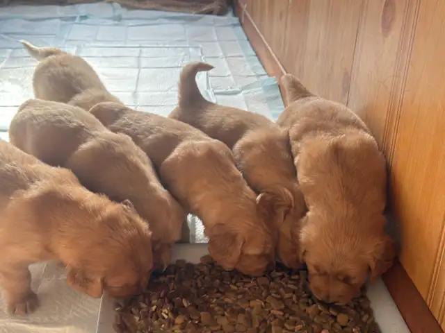 Golden Retriever Labrador (À vendre / For Sale) - Photo 7