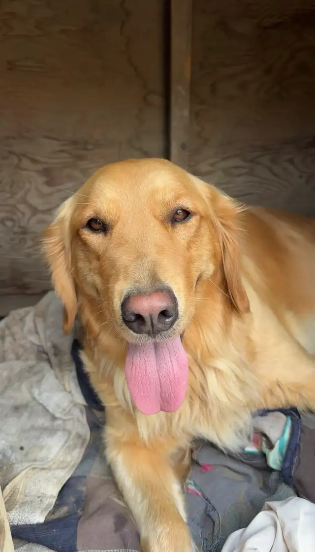 Golden Retriever Labrador (À vendre / For Sale) - Photo 8