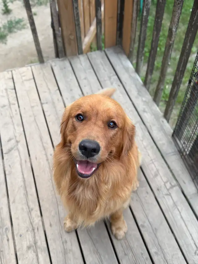 Golden Retriever Labrador (À vendre / For Sale) - Photo 9