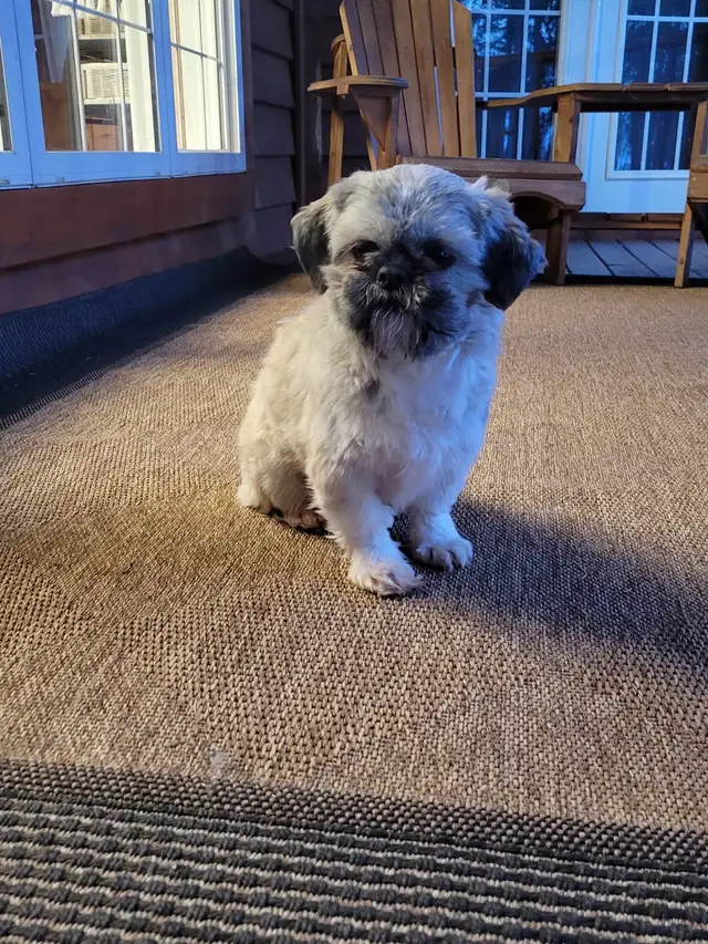 Shih Tzu
