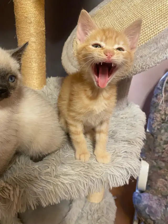 Rare Manx Orange Tabby Kitten – vet checked