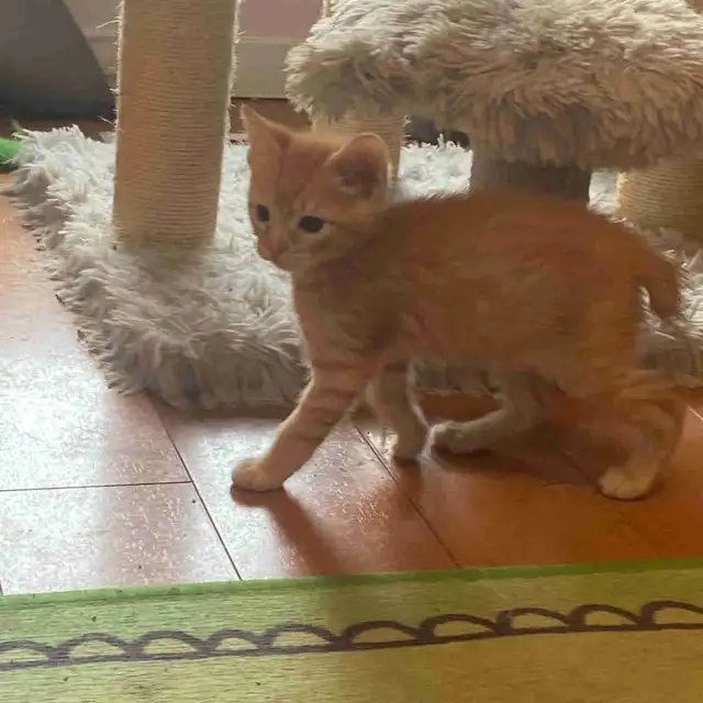 Rare Manx Orange Tabby Kitten – vet checked - Photo 2