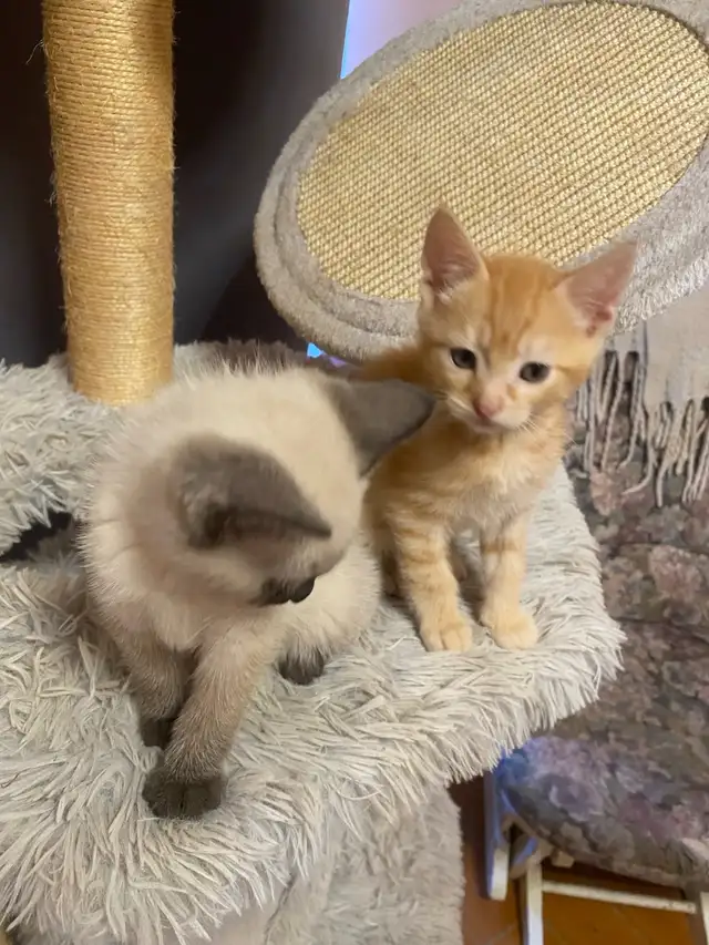 Rare Manx Orange Tabby Kitten – vet checked - Photo 3