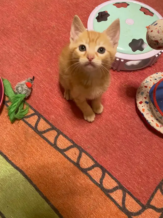 Rare Manx Orange Tabby Kitten – vet checked - Photo 4