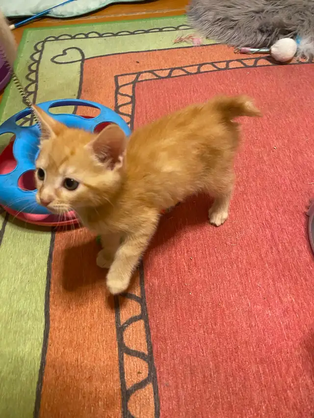 Rare Manx Orange Tabby Kitten – vet checked - Photo 5