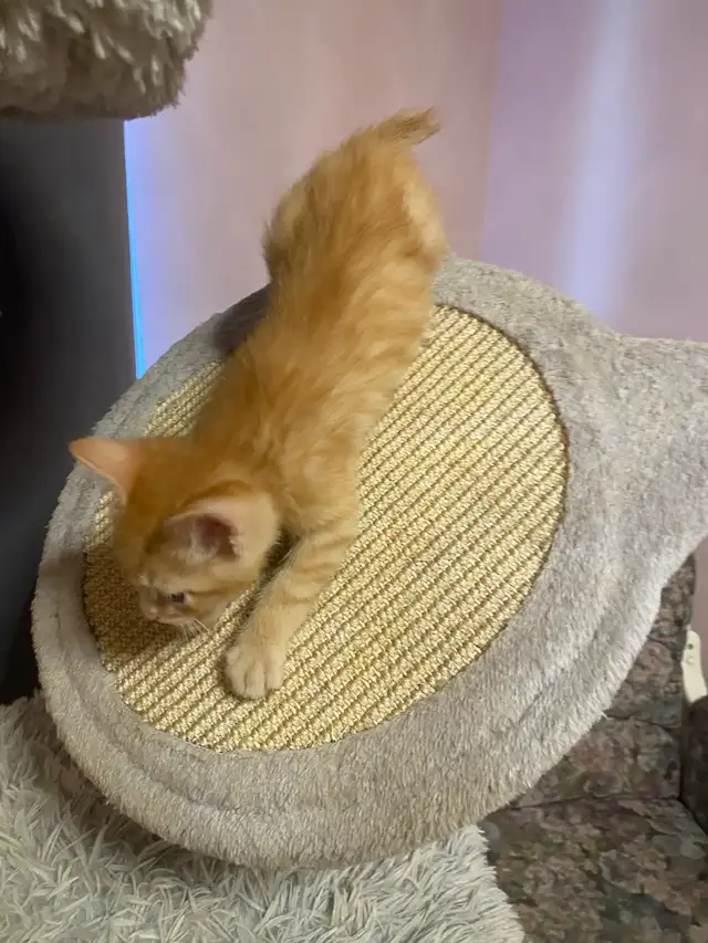 Rare Manx Orange Tabby Kitten – vet checked - Photo 6