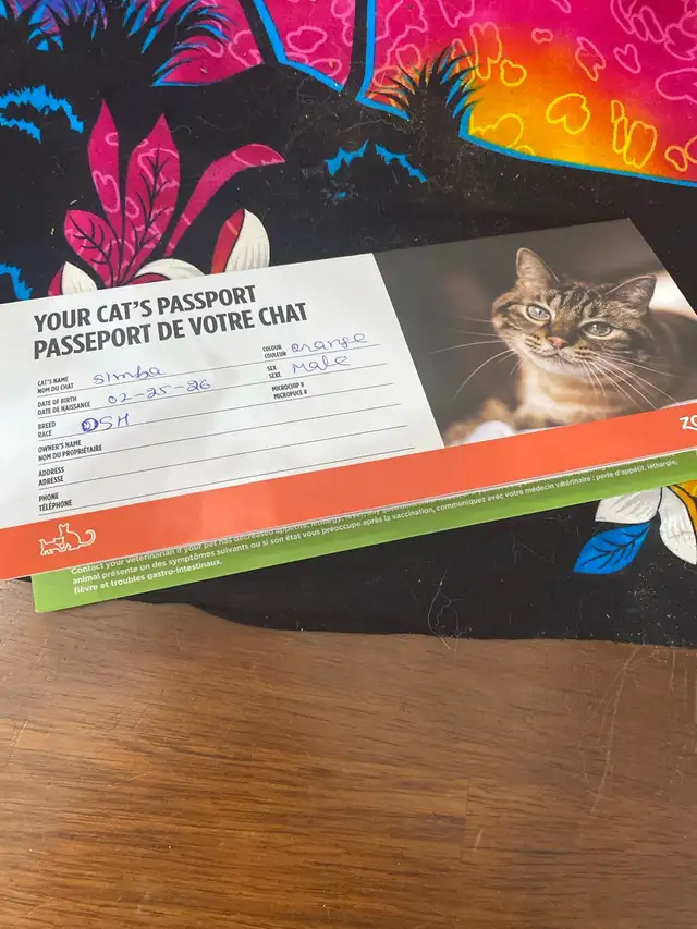 Rare Manx Orange Tabby Kitten – vet checked - Photo 7