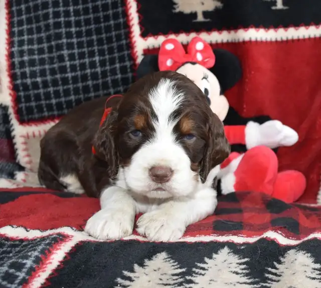 Beautiful Male SpringerDoodle