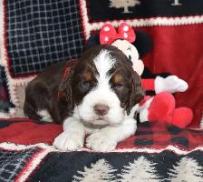 Beautiful Male SpringerDoodle