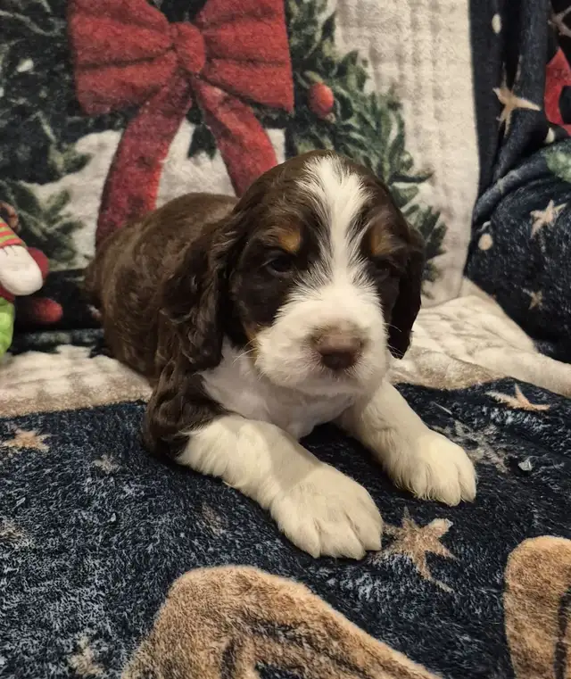 Beautiful Male SpringerDoodle - Photo 2