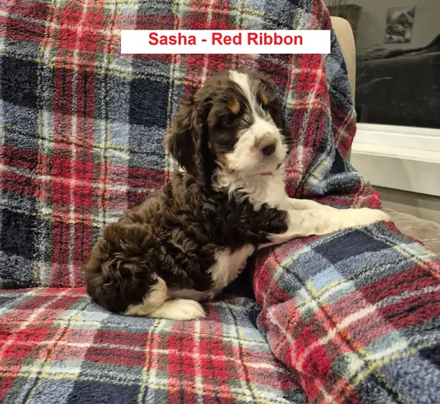 Beautiful Male SpringerDoodle - Photo 3