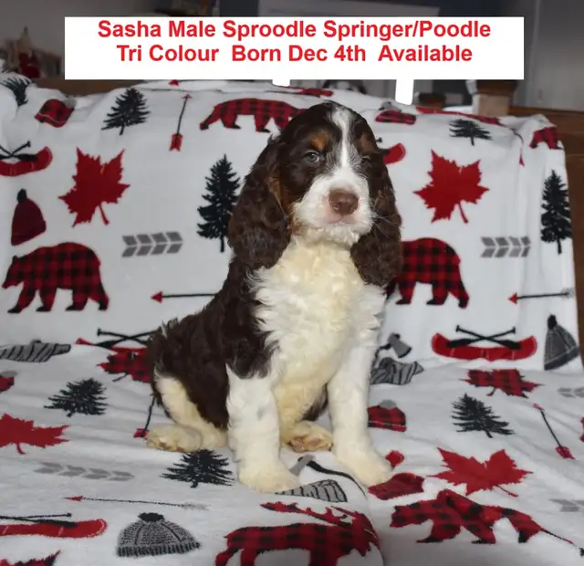 Beautiful Male SpringerDoodle - Photo 4