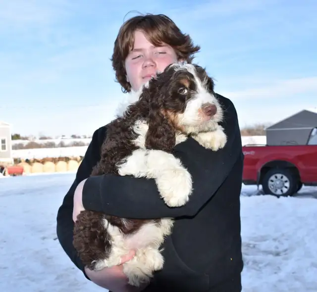Beautiful Male SpringerDoodle - Photo 5