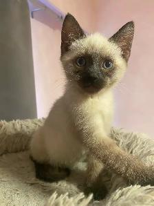 Stunning Siamese Kitten – Blue Eyes  vaccinated
