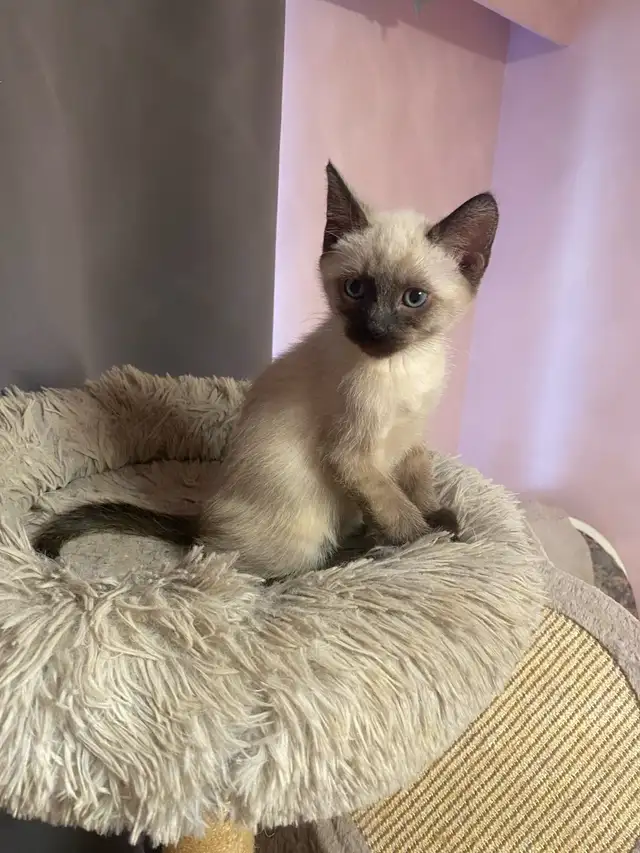 Stunning Siamese Kitten – Blue Eyes  vaccinated - Photo 2