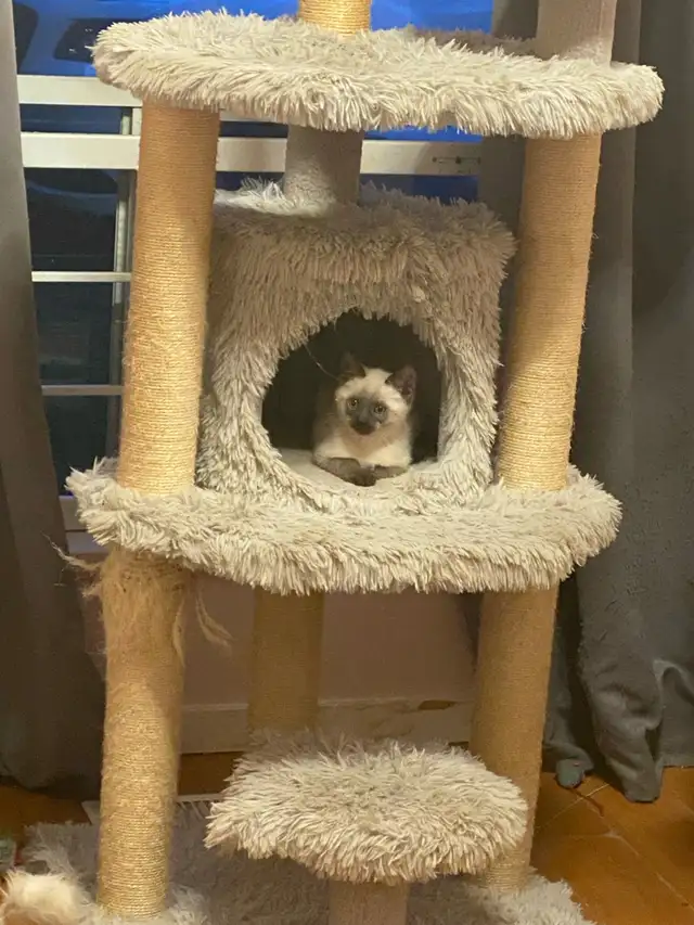 Stunning Siamese Kitten – Blue Eyes  vaccinated - Photo 3