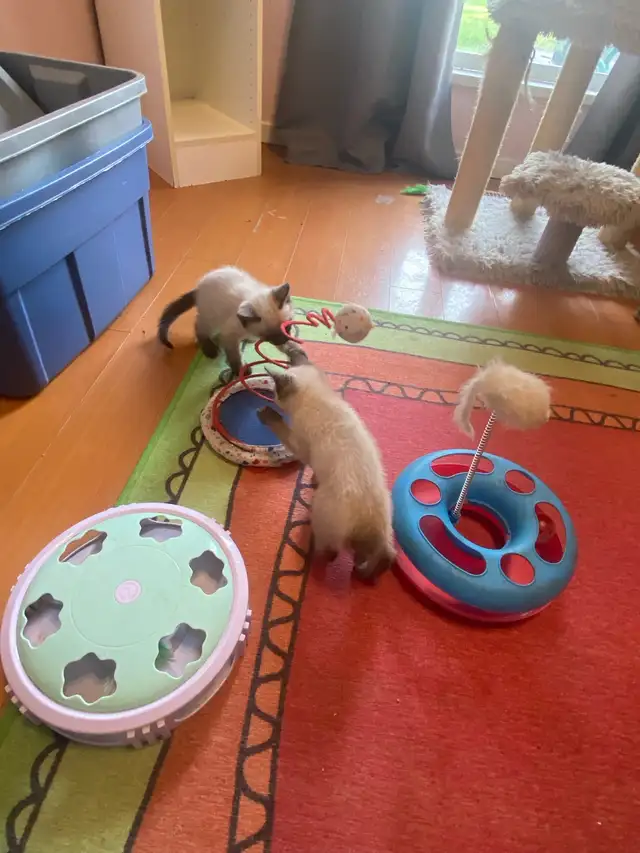 Stunning Siamese Kitten – Blue Eyes  vaccinated - Photo 4